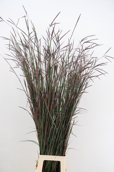 <h4>GRAS ANDROPOGON BLACKHOWKS</h4>