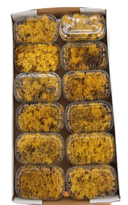<h4>Mousse d'Islande jaune (lichen)</h4>