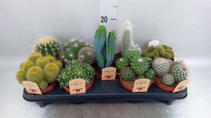 <h4>Cactus   ...mix</h4>