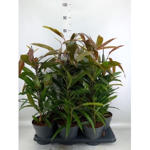 Ficus binn. 'Amstel King'