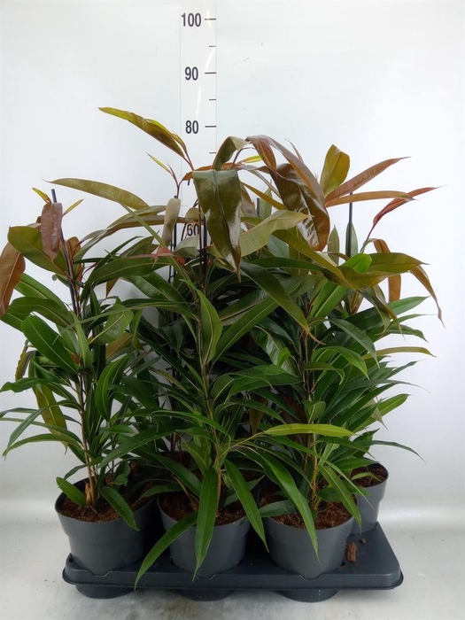 <h4>Ficus binn. 'Amstel King'</h4>