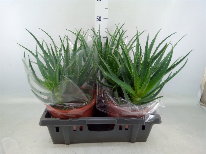 <h4>Aloe arborescens</h4>