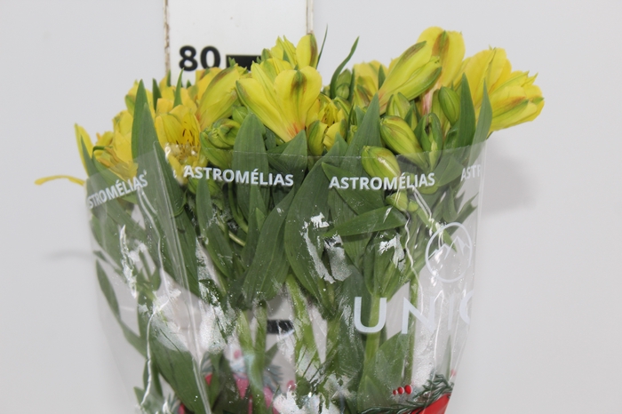 <h4>ALSTROEMERIA SUNNY LADY 080 CM</h4>