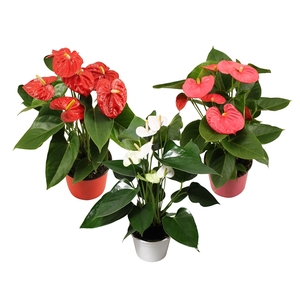 Anthurium Flamingo mix 14cm rood-roze-wit