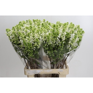 Syringa vulgaris 'White Wonder'