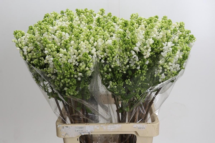 <h4>Syringa vulgaris 'White Wonder'</h4>