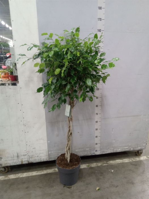 <h4>Ficus benja. 'Exotica'</h4>