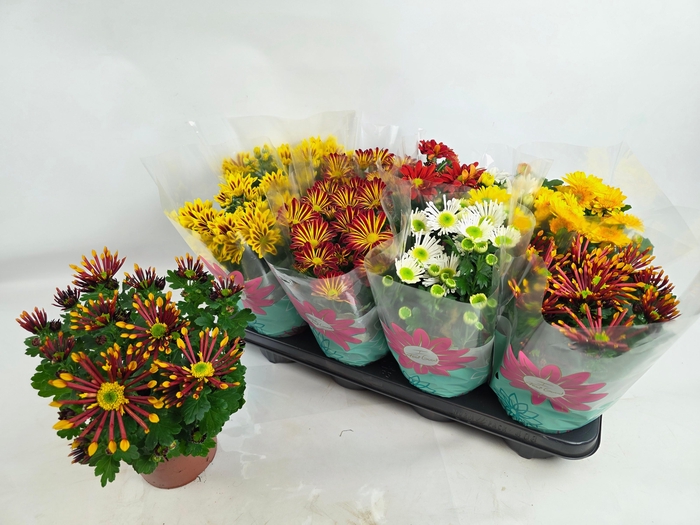 <h4>CHRYS GEM 6 KL</h4>