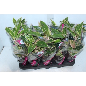 AGLAONEMA PINK AURORA P12