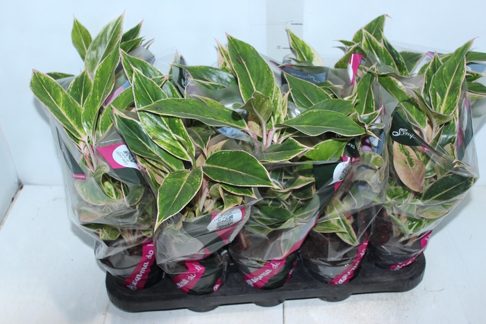 <h4>AGLAONEMA PINK AURORA P12</h4>