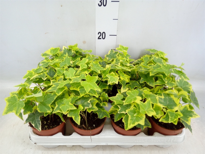 <h4>Hedera helix 'Goldchild'</h4>