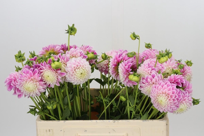 <h4>Dahlia Marshmallow Baby</h4>