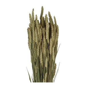 Dried flowers Wheat 70cm