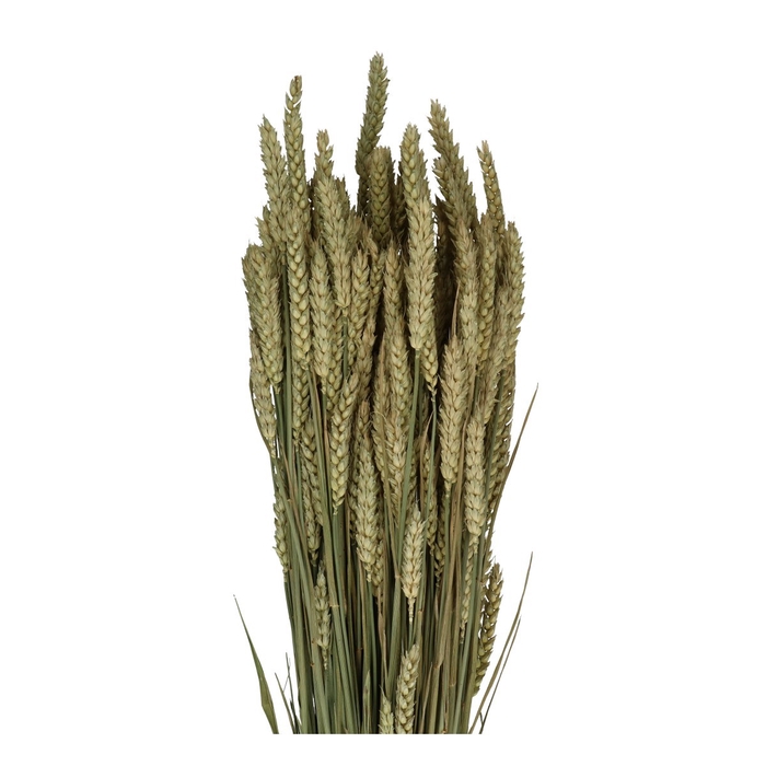 <h4>Dried flowers Wheat 70cm</h4>