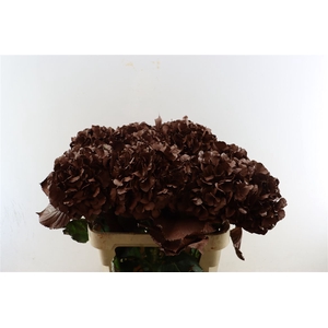 Hydr Kbh Brown Stem