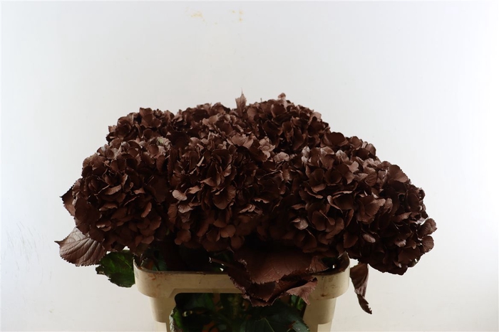 <h4>Hydr Kbh Brown Stem</h4>