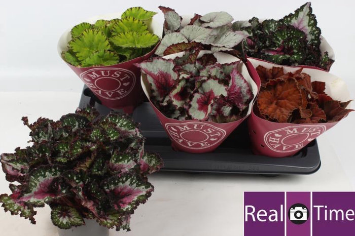 <h4>BEG BEL GEM</h4>