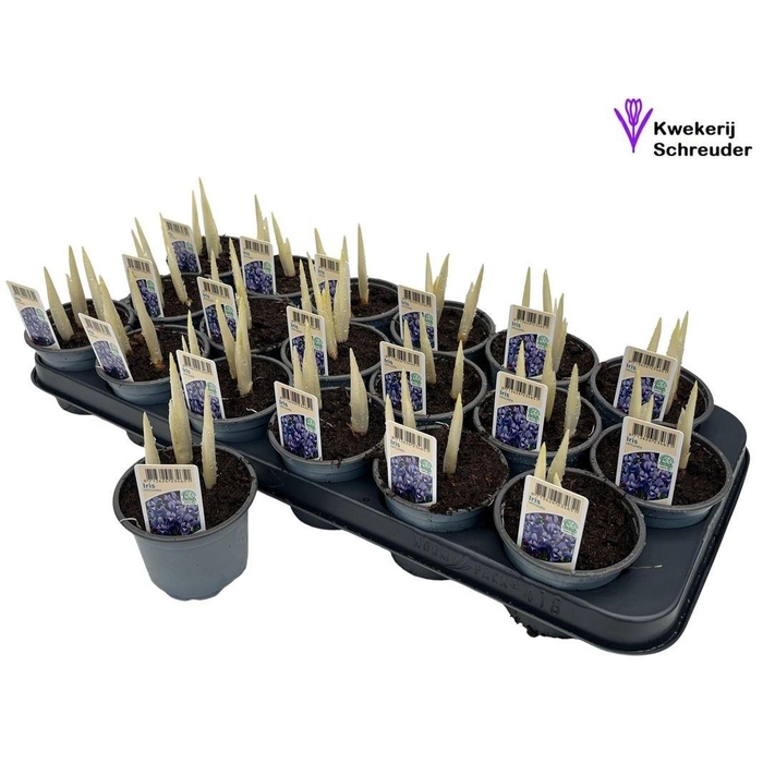 <h4>IRIS RET HARMONY</h4>