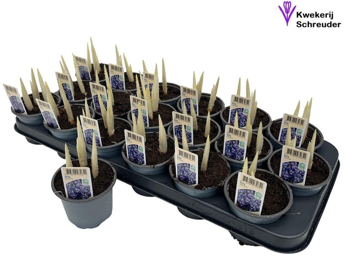 <h4>IRIS RET HARMONY</h4>