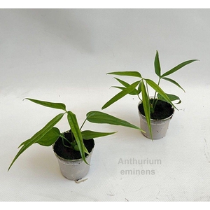 Anthurium eminens 7cm