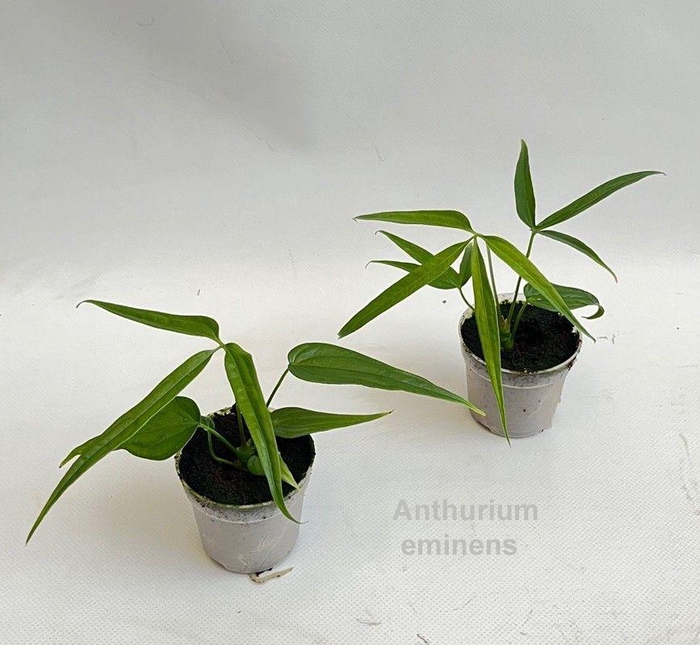<h4>Anthurium eminens 7cm</h4>