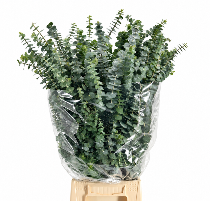 <h4>EUCALYPTUS 'BABY BLUE'</h4>