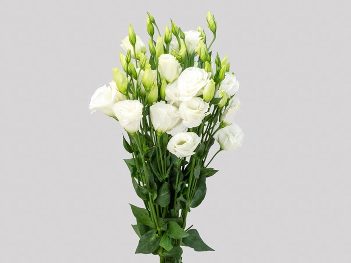 LISIANTHUS BRANCO 060 CM MIN 500 GRAMAS