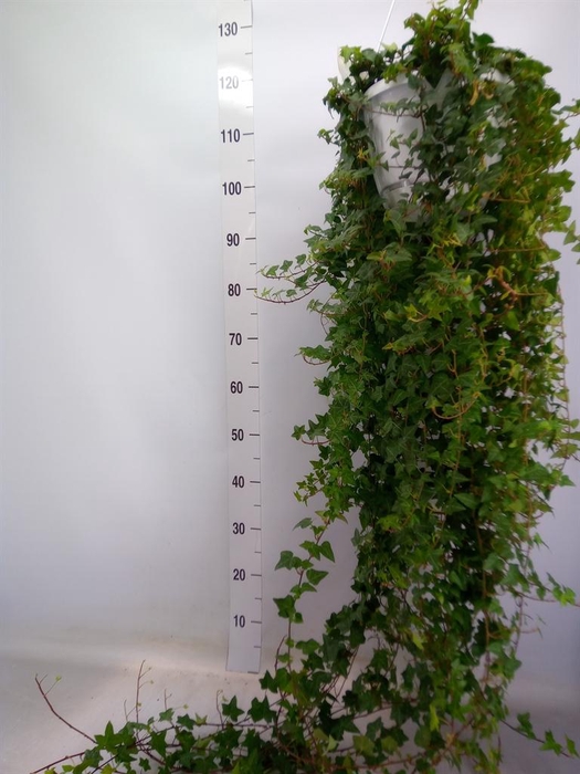 <h4>Hedera helix 'Anna'</h4>