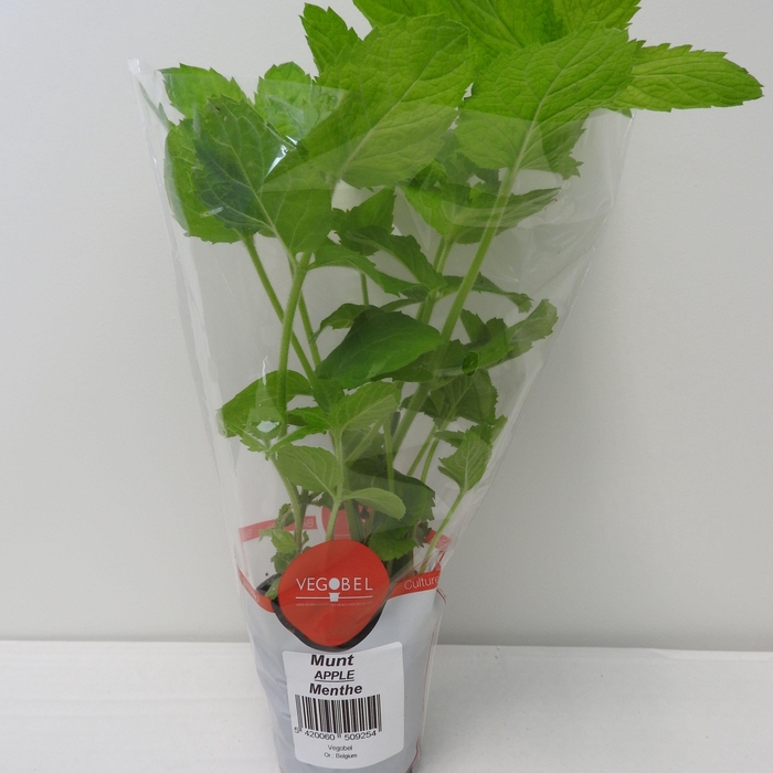 <h4>Munt Appel P9</h4>