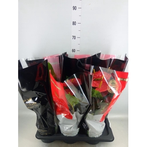 Anthurium andr. 'Madural'
