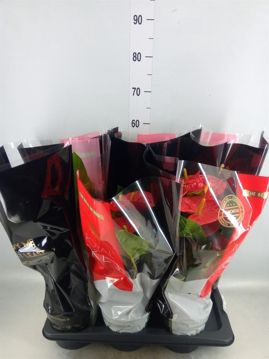<h4>Anthurium andr. 'Madural'</h4>