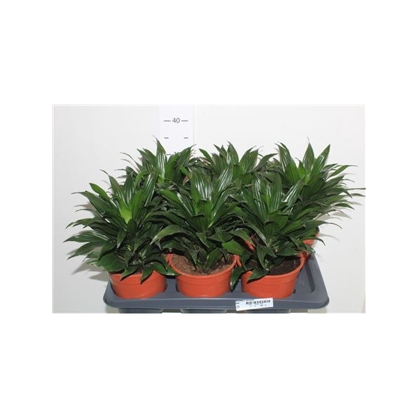 <h4>Dra Comp C Variegata</h4>