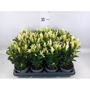 Euonymus japon. 'Paloma Blanca'