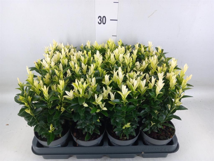 <h4>Euonymus japon. 'Paloma Blanca'</h4>