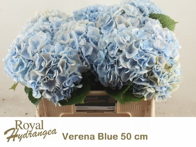 <h4>HYDR M CH VERENA BL</h4>