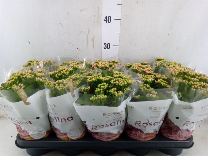 <h4>Kalanchoe blos. 'RosDon Nando'</h4>