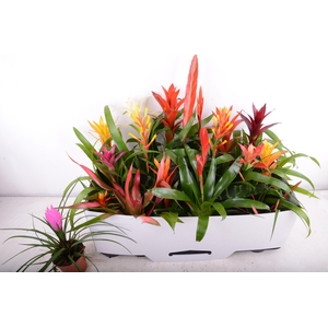 BROMELIA GEM 15 SRT