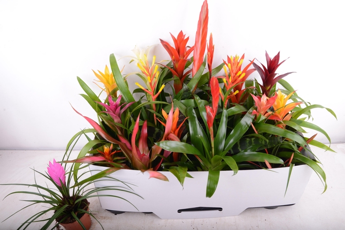 <h4>BROMELIA GEM 15 SRT</h4>