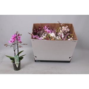 PHAL MF GEM 8 KL