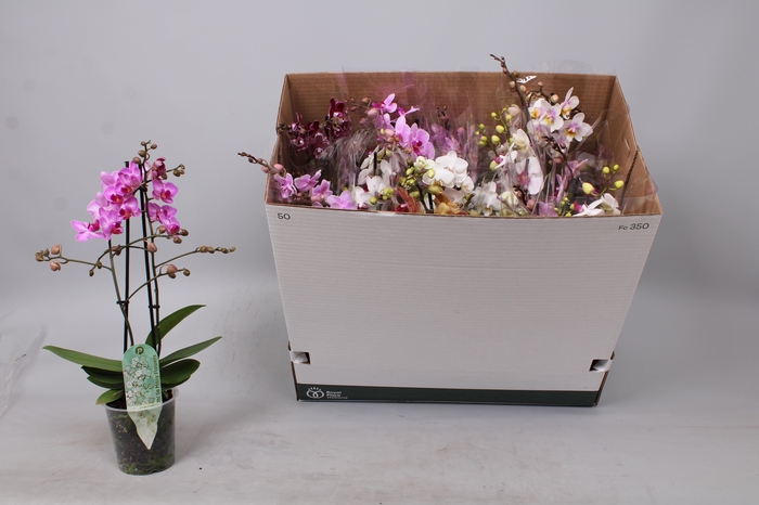 <h4>PHAL MF GEM 8 KL</h4>