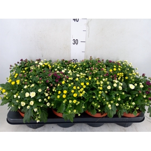 Chrysanthemum  'Rosanna Car'  ..mix