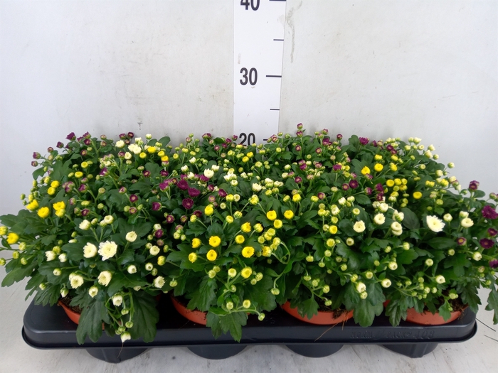 <h4>Chrysanthemum  'Rosanna Car'  ..mix</h4>