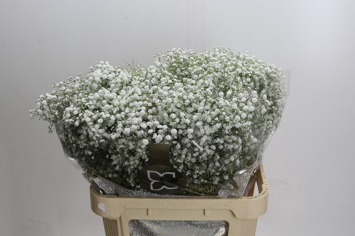 <h4>Gyps Xlence</h4>