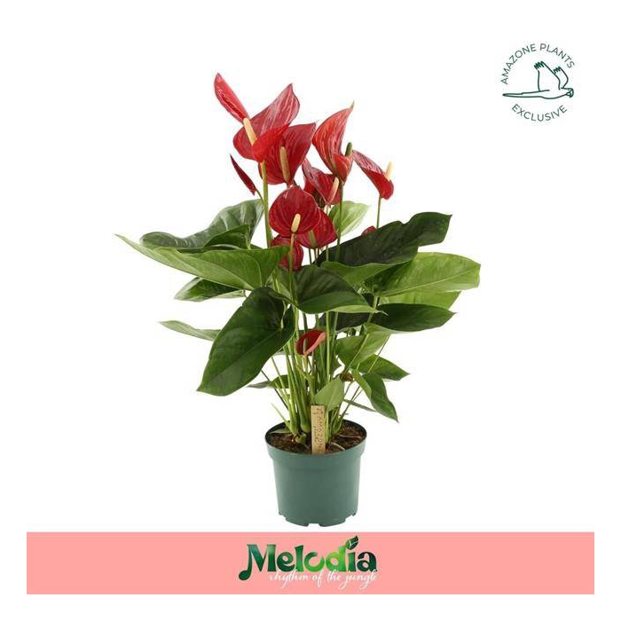 <h4>Anthurium Melodia 17Ø 65cm 8fl</h4>