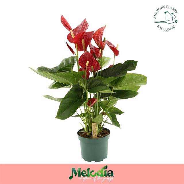 Anthurium Melodia 17Ø 65cm 8fl