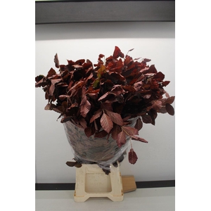 Beuk Red Per Bos