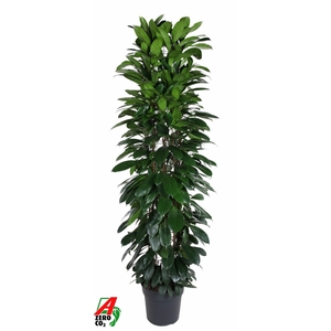 Ficus Cyatistipula zuil P35 (NO GAP)