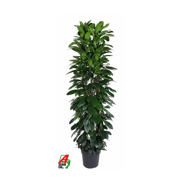 <h4>Ficus Cyatistipula zuil P35 (NO GAP)</h4>