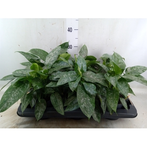 Schismatoglottis scortechinii