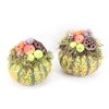 arr4 Sierfruit PP - Wharty gnoom x6